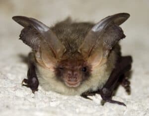 tiny bat big ears